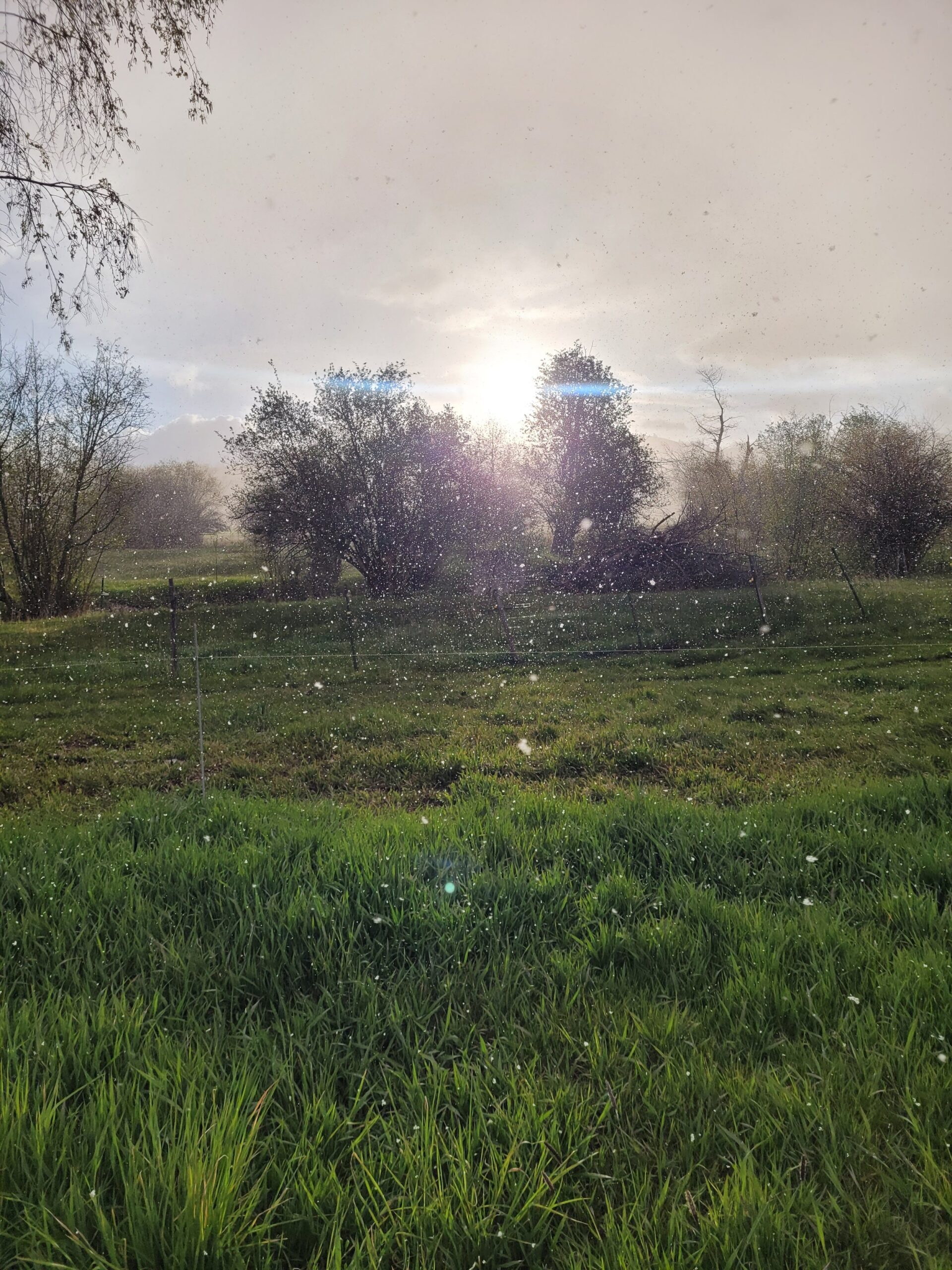 Beau+McLean+-+20220519_065503 Sunlight filtering through a foggy landscape, highlighting trees amidst a gentle rain, with lush green grass in the foreground.